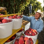 Crew labor packing fruit in buckets