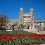 Tulips outside of Brookings Hall