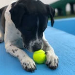 Pups Playing